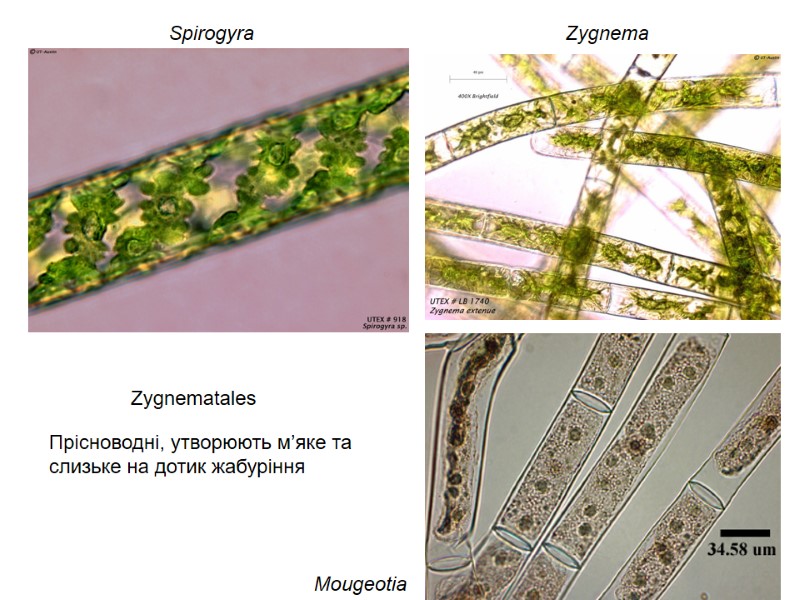 Mougeotia Spirogyra Zygnema Прісноводні, утворюють м’яке та слизьке на дотик жабуріння Zygnematales